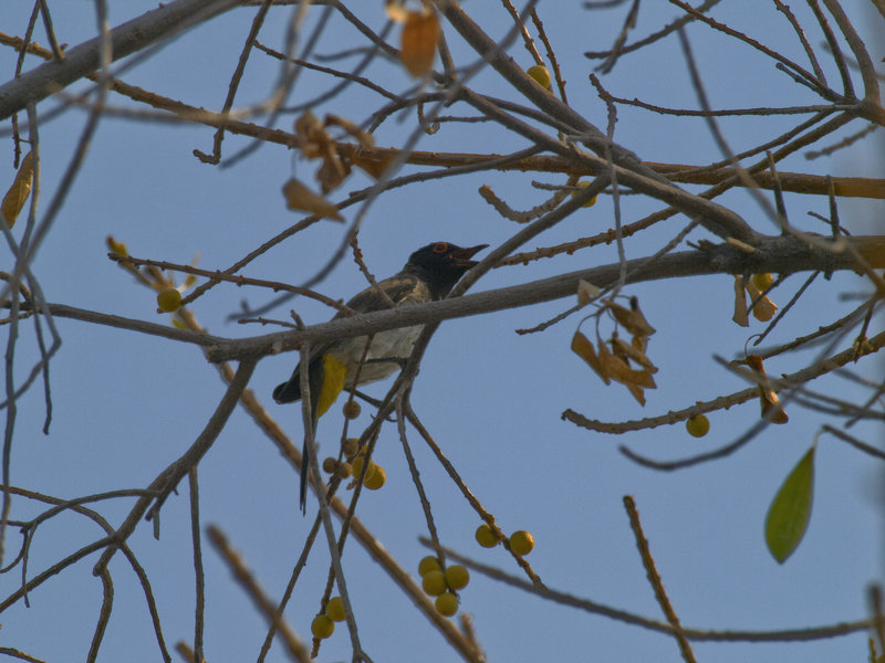 Okaukuejo, Bulbul